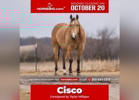 American Quarter Horse, Wallach, 9 Jahre, Buckskin