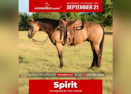 American Quarter Horse, Wallach, 9 Jahre, Buckskin