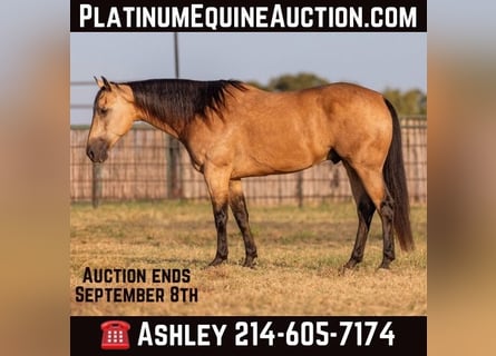 American Quarter Horse, Wallach, 9 Jahre, Buckskin