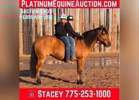 American Quarter Horse, Wallach, 9 Jahre, Falbe