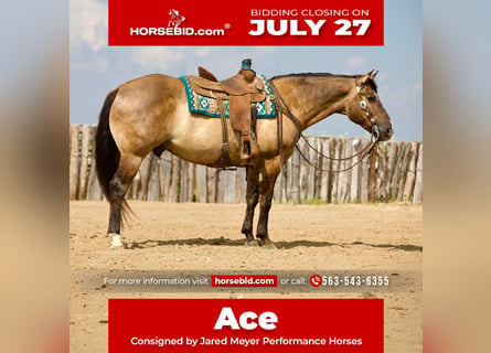 American Quarter Horse, Wallach, 9 Jahre, Grullo