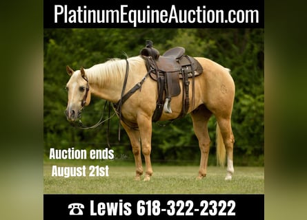 American Quarter Horse, Wallach, 9 Jahre, Palomino