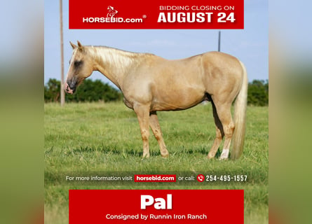American Quarter Horse, Wallach, 9 Jahre, Palomino