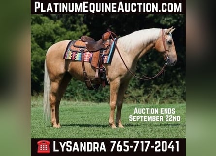 American Quarter Horse, Wallach, 9 Jahre, Palomino