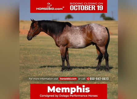 American Quarter Horse, Wallach, 9 Jahre, Roan-Bay