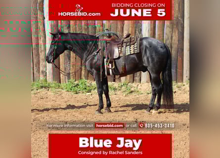 American Quarter Horse, Wallach, 9 Jahre, Roan-Blue