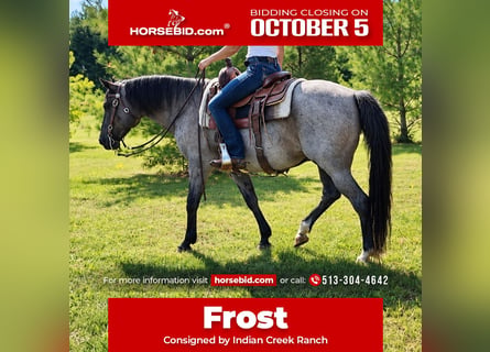 American Quarter Horse, Wallach, 9 Jahre, Roan-Blue