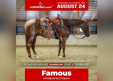 American Quarter Horse, Wallach, 9 Jahre, Roan-Red