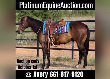 American Quarter Horse, Wallach, 9 Jahre, Rotbrauner