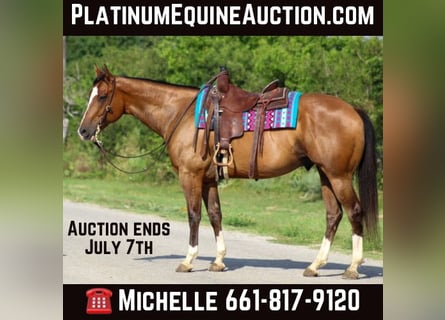 American Quarter Horse, Wallach, 9 Jahre, Rotbrauner