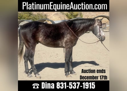 American Quarter Horse, Wallach, 9 Jahre, Schimmel