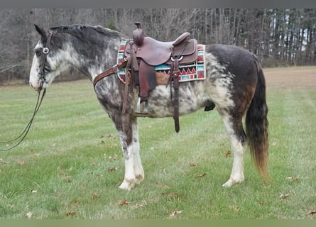 American Saddlebred, Gelding, 13 years, 14,3 hh, Roan-Blue