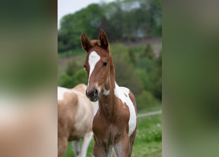 American Saddlebred, Hengst, 2 Jahre, 165 cm, Schecke