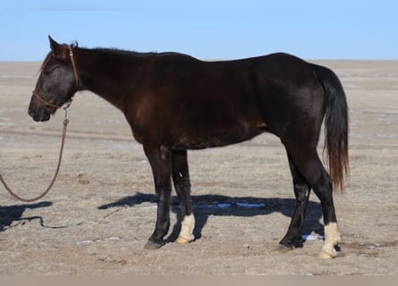 American Saddlebred, Hongre, 10 Ans, 142 cm, Noir