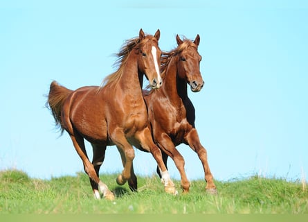 American Saddlebred, Hongre, 5 Ans, 165 cm, Alezan