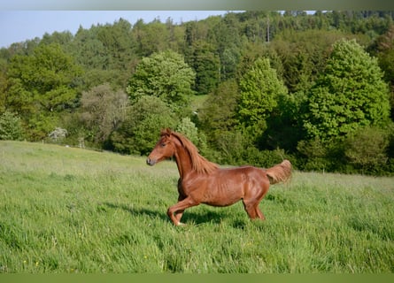 American Saddlebred, Jument, 4 Ans, 160 cm, Alezan