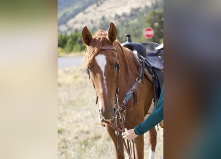 American Saddlebred, Klacz, 10 lat, 160 cm, Cisawa