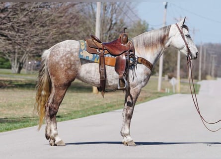 American Saddlebred, Mare, 7 years, 15 hh, Gray