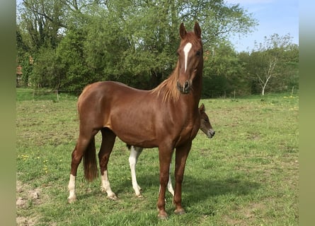 American Saddlebred, Merrie, 20 Jaar, 149 cm, Vos