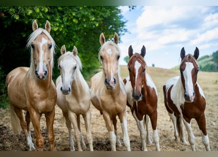 American Saddlebred, Stallion, 3 years, 16 hh, Pinto