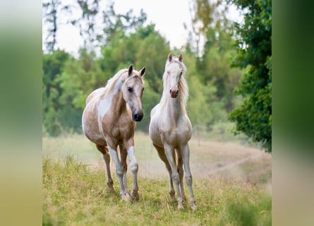 American Saddlebred, Stute, 1 Jahr, 165 cm, Cremello