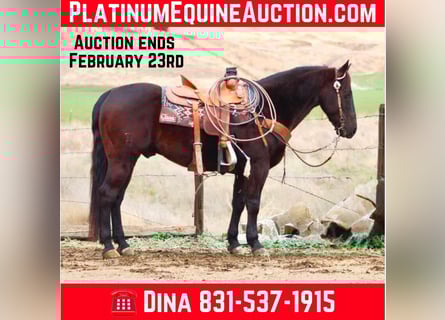 American Saddlebred, Wałach, 10 lat, 150 cm, Gniada