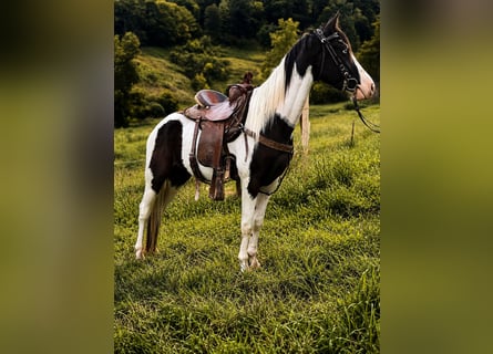 American Saddlebred, Wałach, 4 lat, 145 cm, Kara