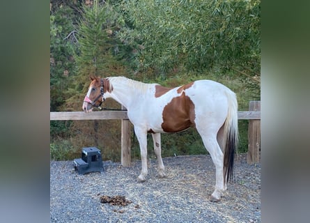 American Saddlebred, Wałach, 12 lat