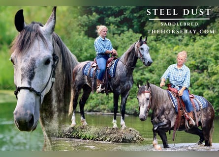 American Saddlebred, Wallach, 6 Jahre, 160 cm, Apfelschimmel