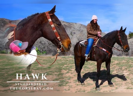 American Standardbred, Castrone, 13 Anni, 157 cm, Baio ciliegia