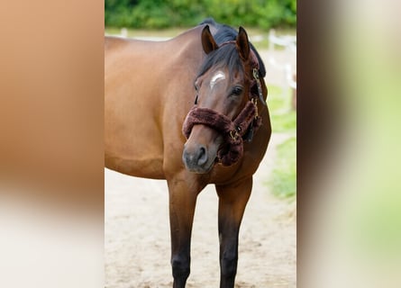 American Standardbred, Castrone, 8 Anni, 166 cm, Baio