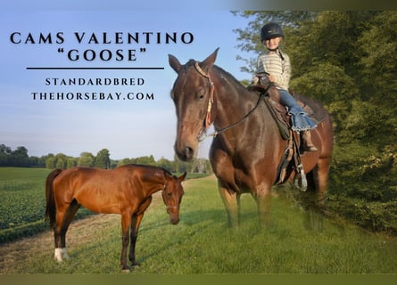 American Standardbred, Gelding, 12 years, 16,2 hh, Bay