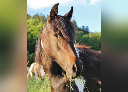 American Standardbred, Giumenta, 1 Anno, 160 cm, Pezzato