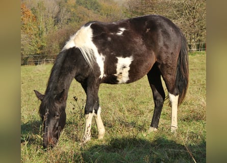 American Standardbred Mix, Giumenta, 1 Anno, 160 cm, Pezzato