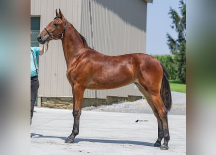 American Standardbred, Giumenta, 2 Anni, 147 cm, Baio