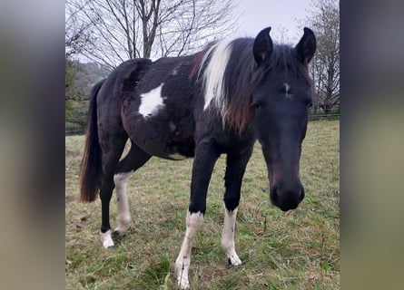 American Standardbred, Giumenta, 2 Anni, 160 cm, Pezzato