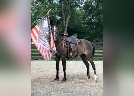 American Standardbred, Giumenta, 8 Anni, Baio ciliegia