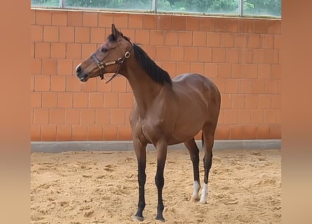 American Standardbred, Mare, 15 years, 15,2 hh, Brown