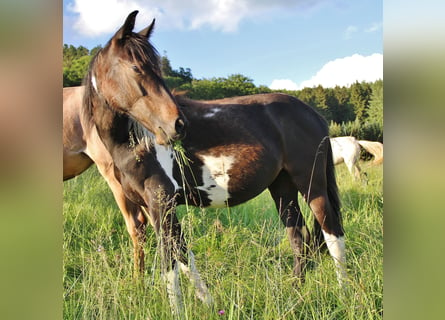 American Standardbred Mix, Stute, 1 Jahr, 15,2 hh, Schecke