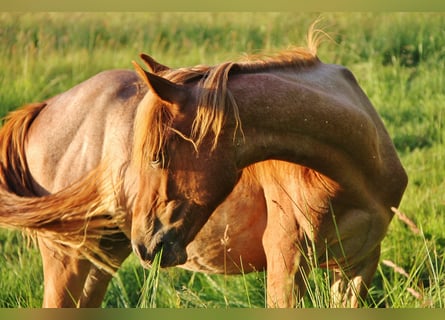 American Standardbred, Stute, 1 Jahr, 15,2 hh, Roan-Red