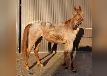 American Standardbred, Mare, 2 years, 15,2 hh, Roan-Red