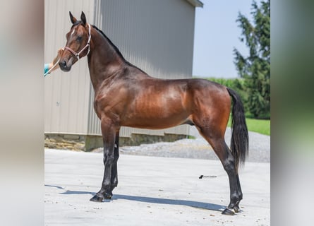 American Standardbred, Stallion, 1 year, Brown