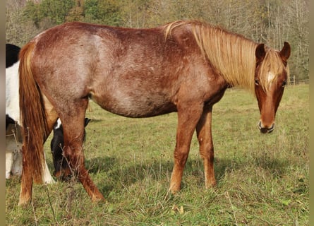 American Standardbred, Sto, 1 år, 160 cm, Rödskimmel