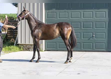 American Standardbred, Stute, 1 Jahr