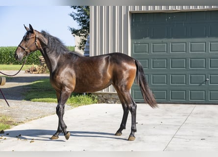 American Standardbred, Stute, 1 Jahr