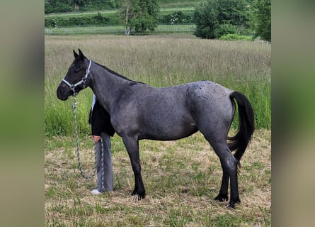 American Standardbred, Stute, 4 Jahre, 139 cm, Roan-Blue