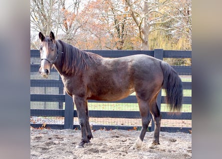 American Standardbred, Stute, 7 Jahre, Rotbrauner