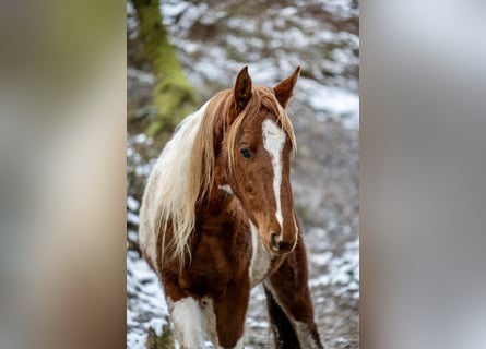 Americano da Sella, Stallone, 2 Anni, 165 cm, Pezzato