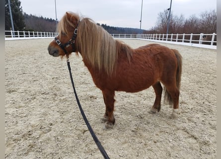 Amerikaans minipaard Mix, Hengst, 13 Jaar, Vos