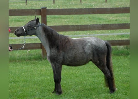 Amerikaans minipaard, Hengst, 1 Jaar, Roan-Blue